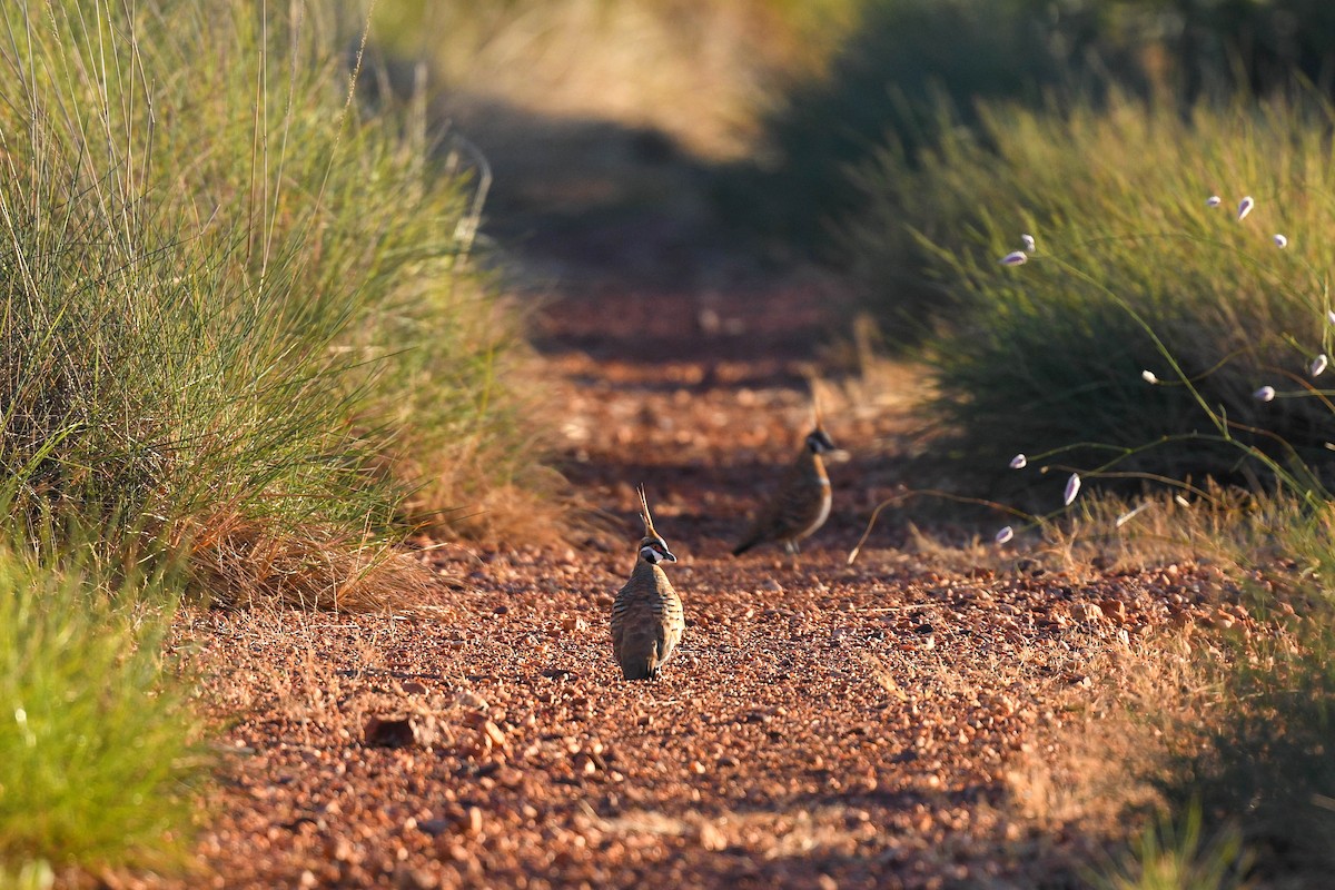 Spinifex Pigeon - ML620735602