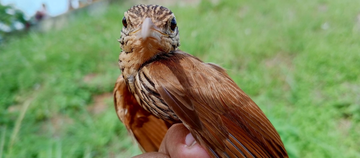 Streak-headed Woodcreeper - ML620735604