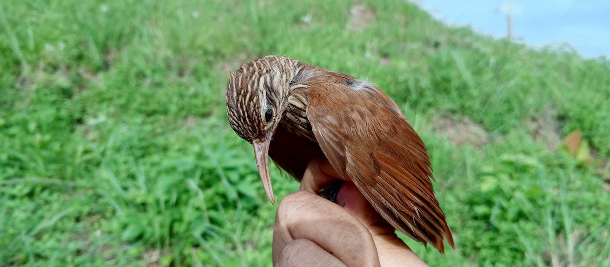 Streak-headed Woodcreeper - ML620735607