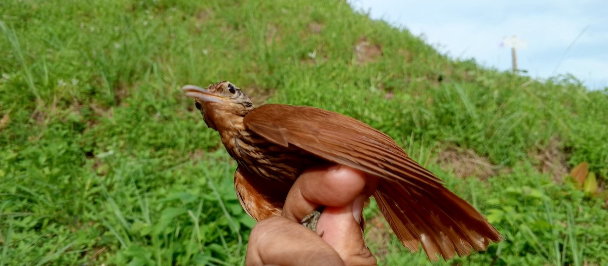 Streak-headed Woodcreeper - ML620735608