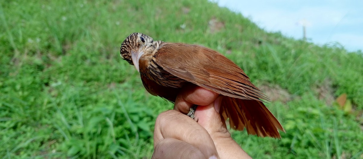 Streak-headed Woodcreeper - ML620735609