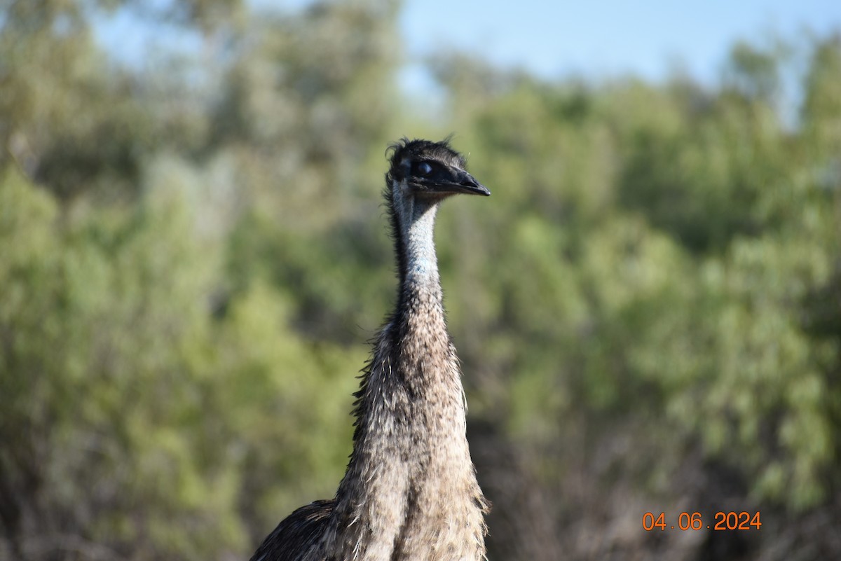 emu hnědý - ML620735611