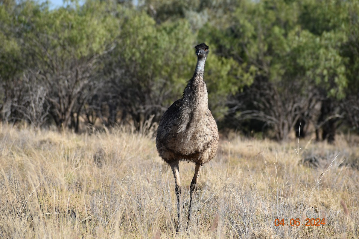 emu hnědý - ML620735615