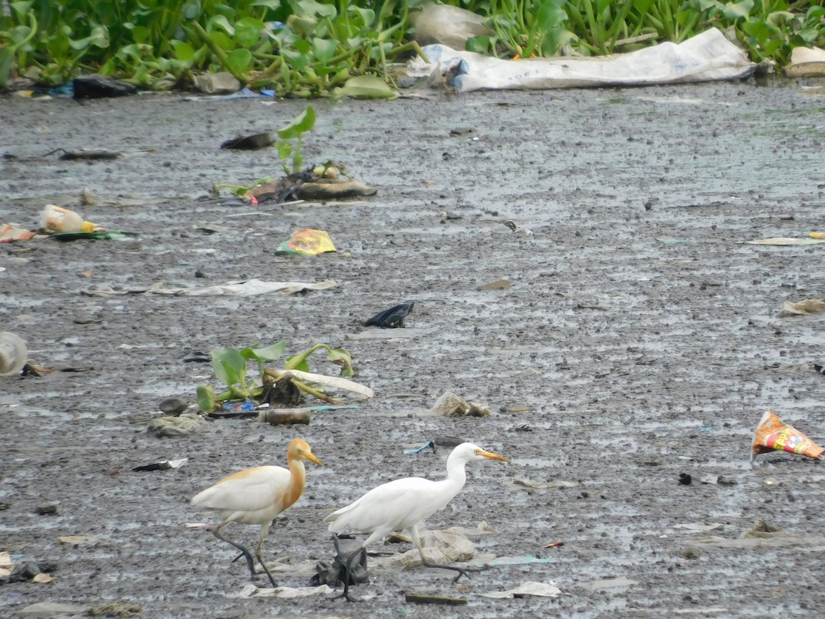 Eastern Cattle Egret - ML620735617