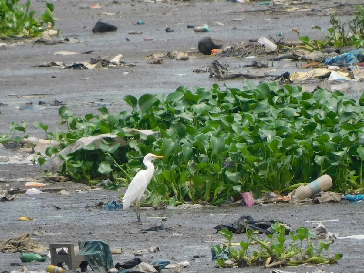 Eastern Cattle Egret - ML620735619