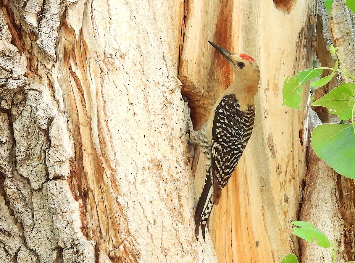 Gila Woodpecker - ML620735620