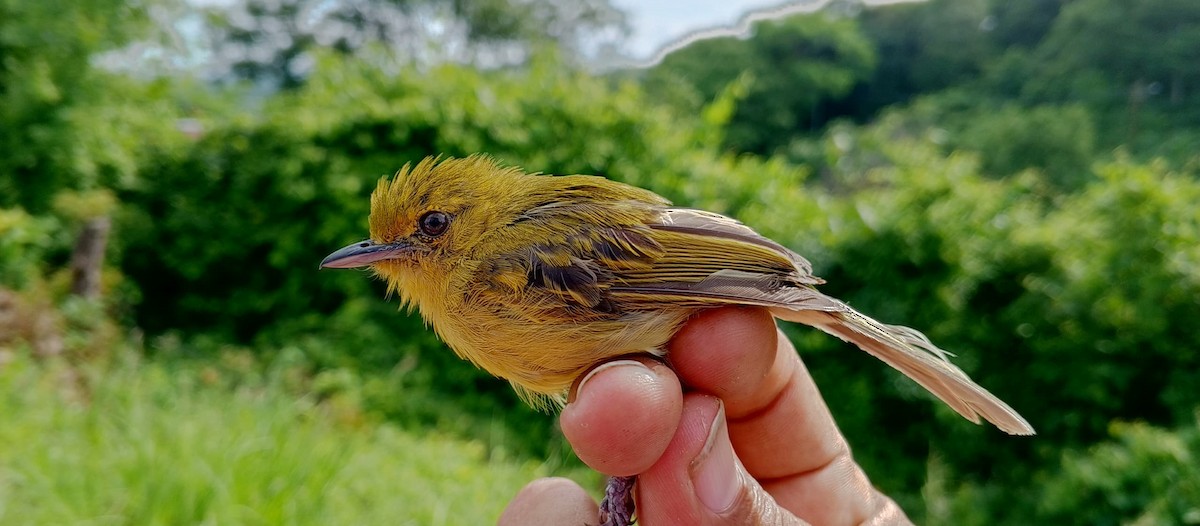 Ochre-lored Flatbill - Luis Mieres Bastidas