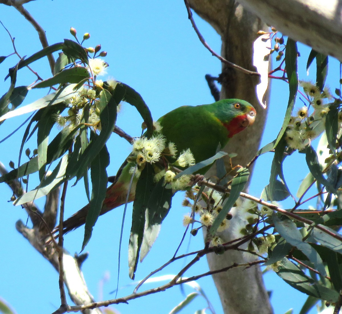 Swift Parrot - ML620735629