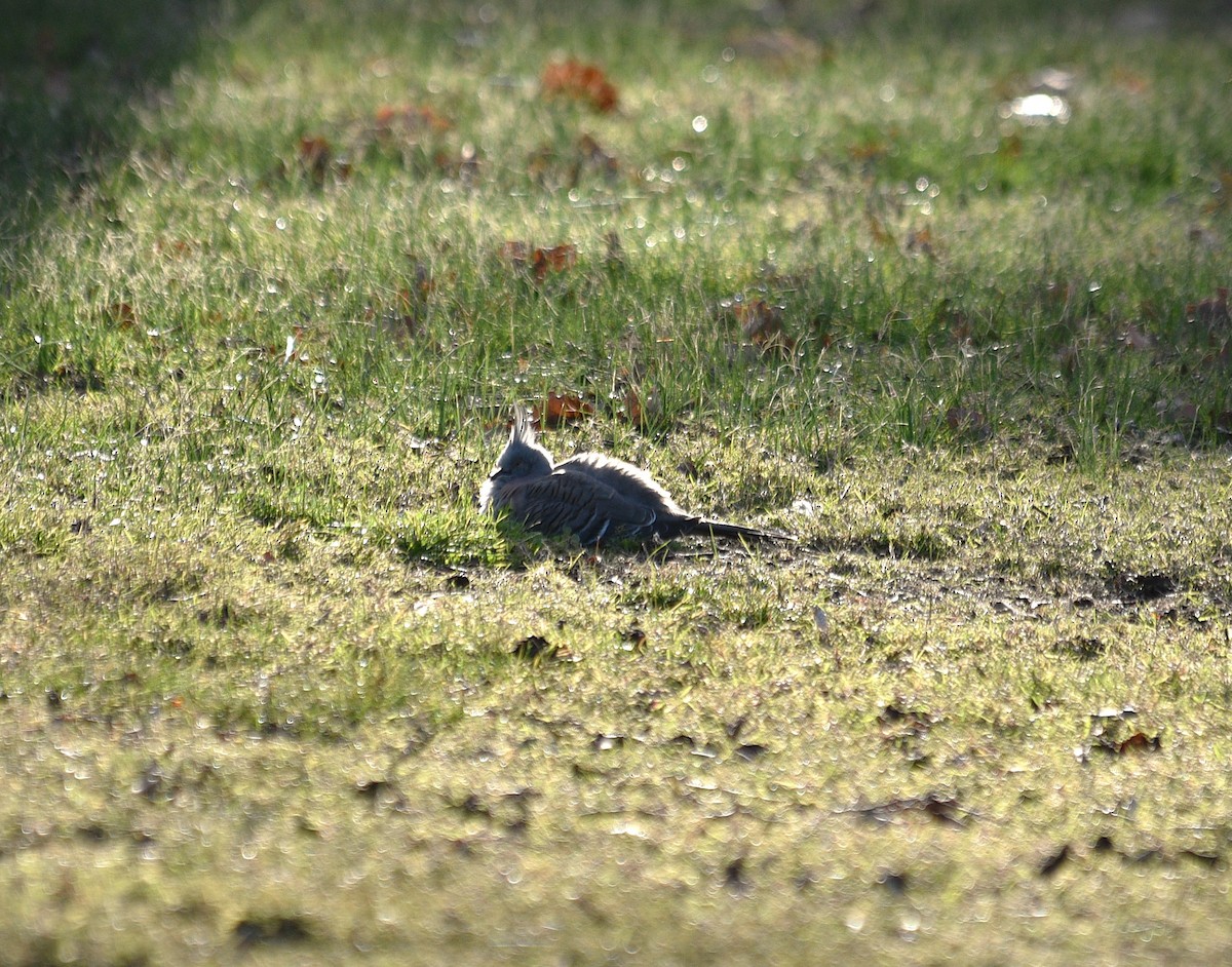 Crested Pigeon - ML620735631