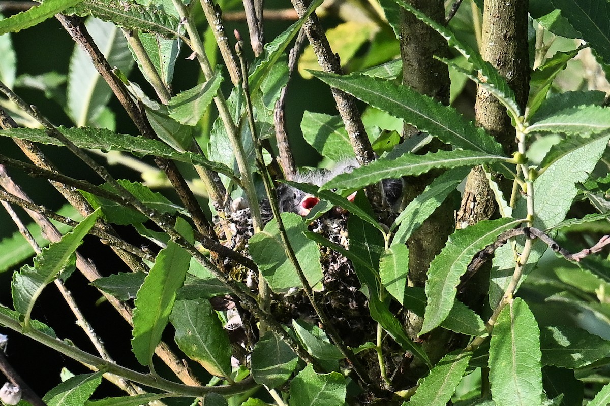 European Goldfinch - ML620735632