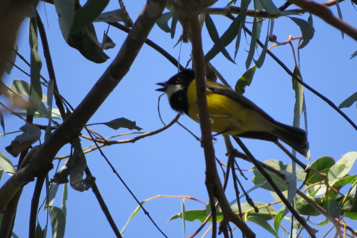 Golden Whistler - ML620735633