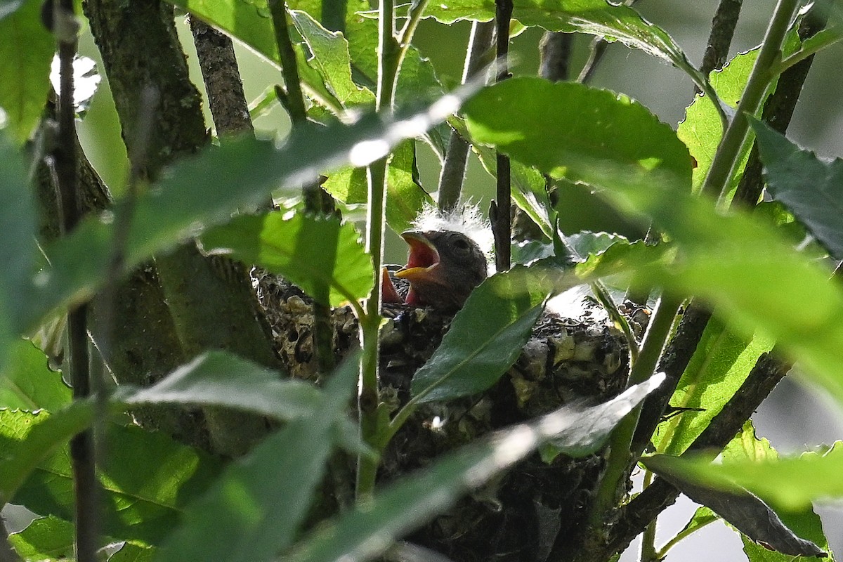 European Goldfinch - ML620735634