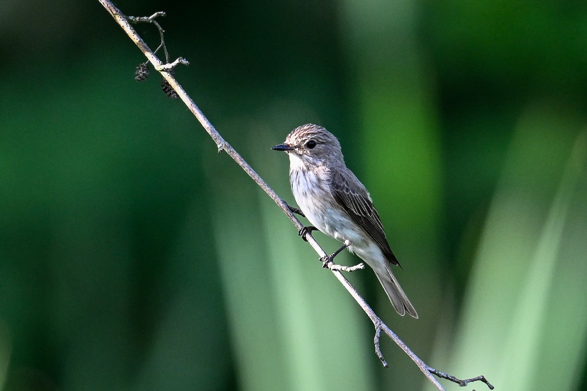 Spotted Flycatcher - ML620735636