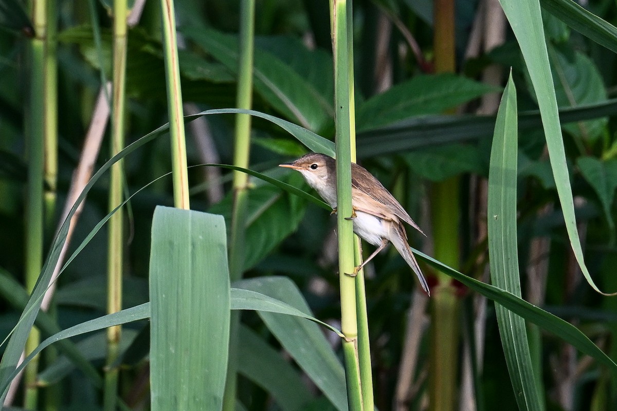 Common Reed Warbler - ML620735639