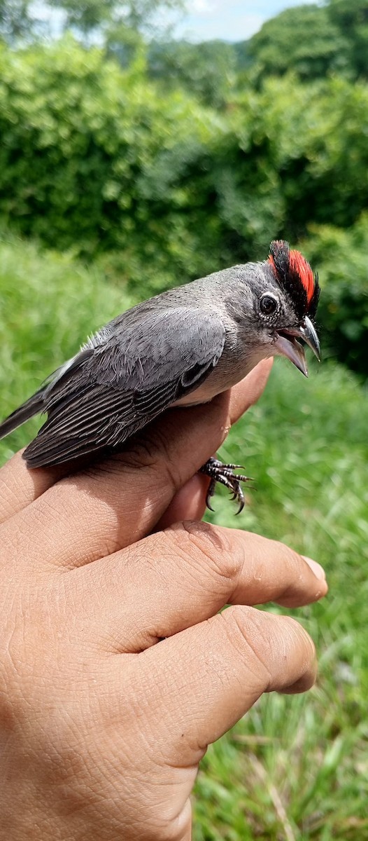 Pileated Finch - ML620735641