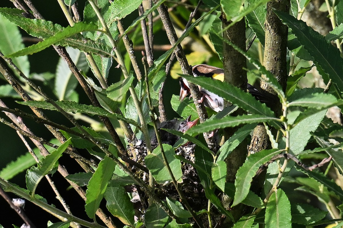 European Goldfinch - ML620735642