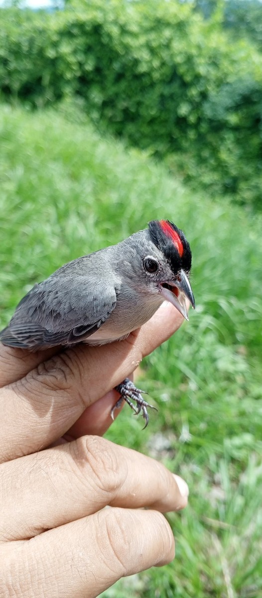 Pileated Finch - Luis Mieres Bastidas