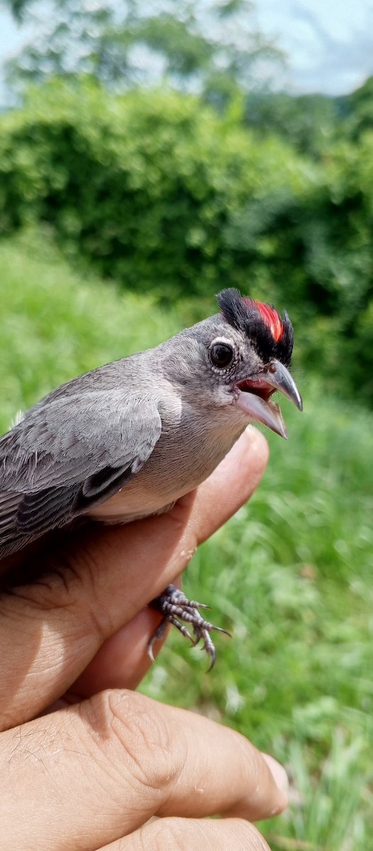 Pileated Finch - ML620735644