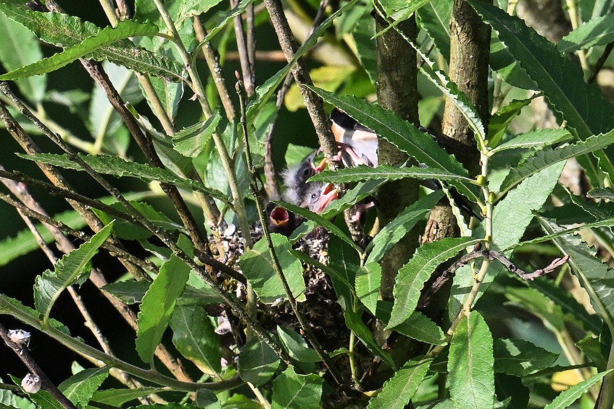 European Goldfinch - Maryse Neukomm