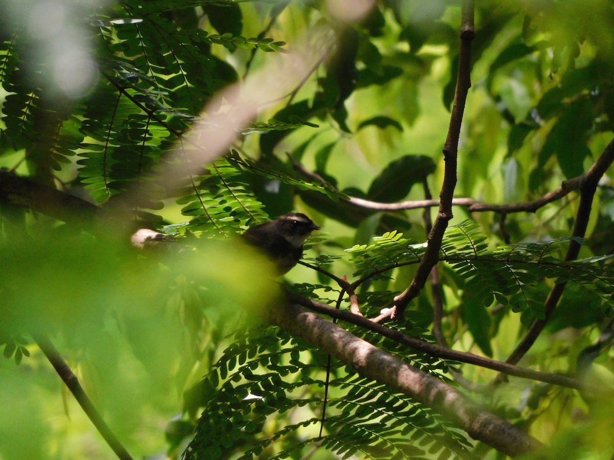 Spot-breasted Fantail - ML620735646