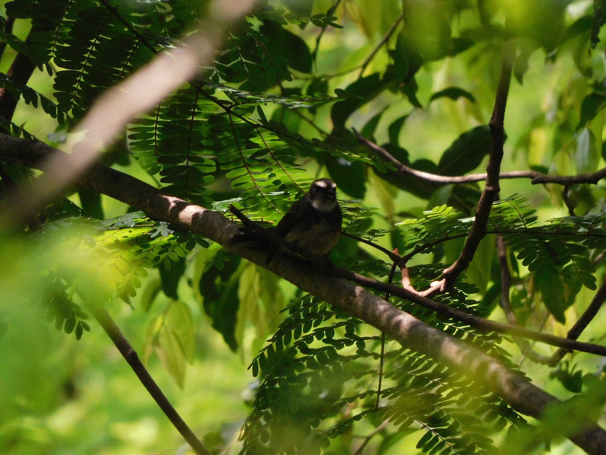 Spot-breasted Fantail - ML620735648