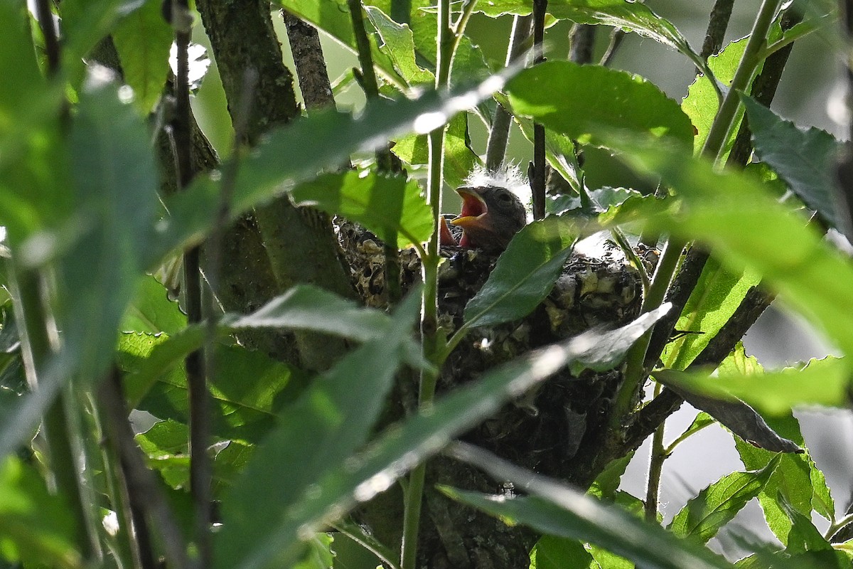 European Goldfinch - ML620735649