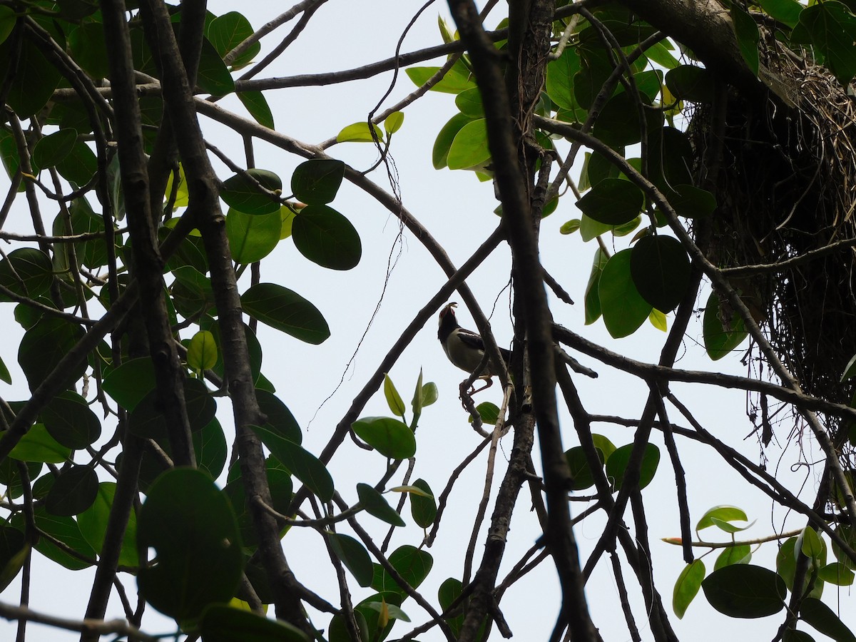 Indian Pied Starling - ML620735650