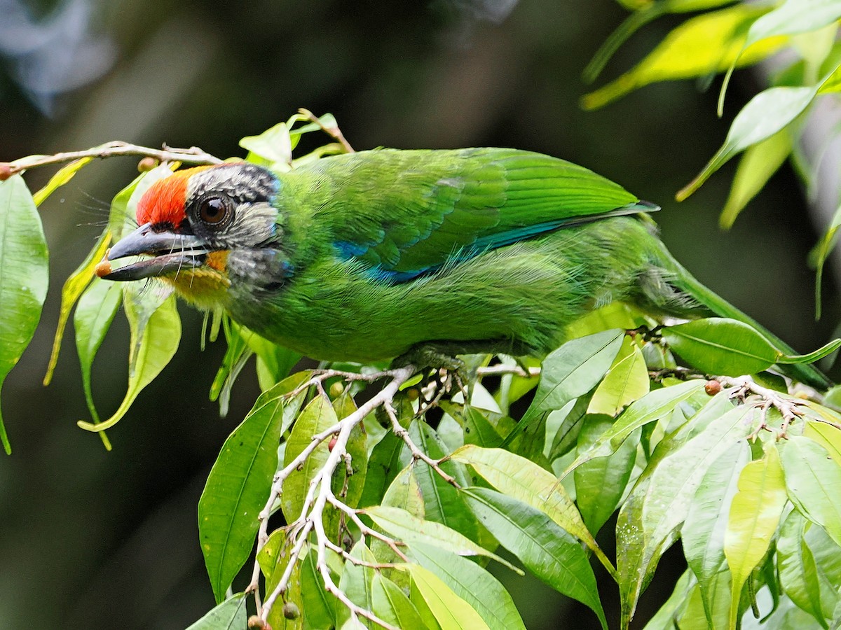 Golden-throated Barbet (Malayan) - ML620735653