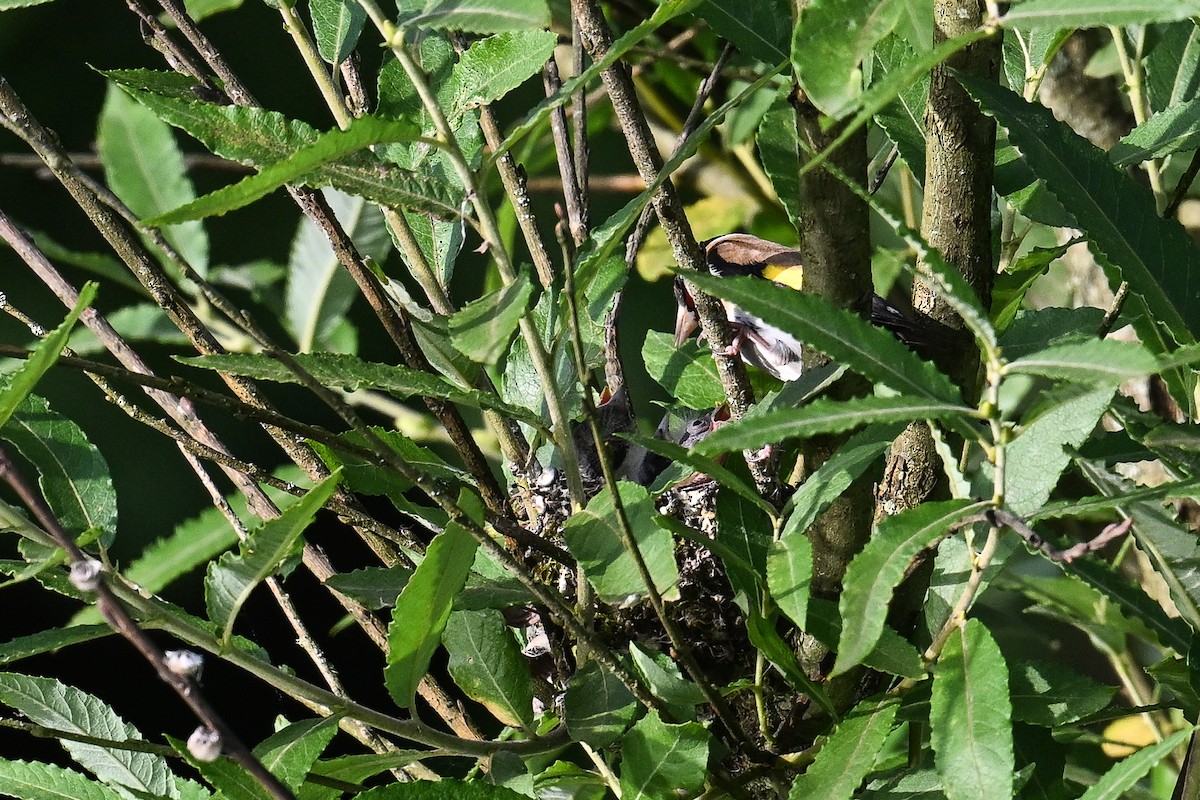 European Goldfinch - ML620735654