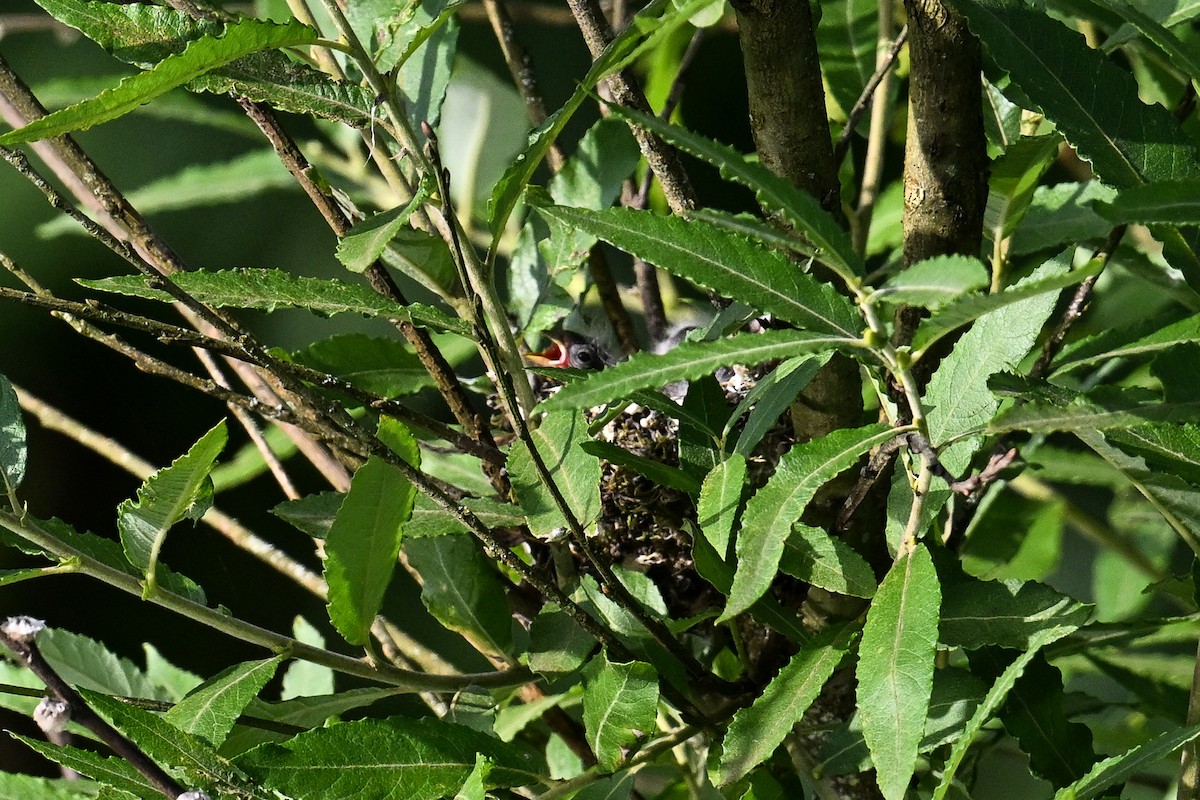 European Goldfinch - Maryse Neukomm