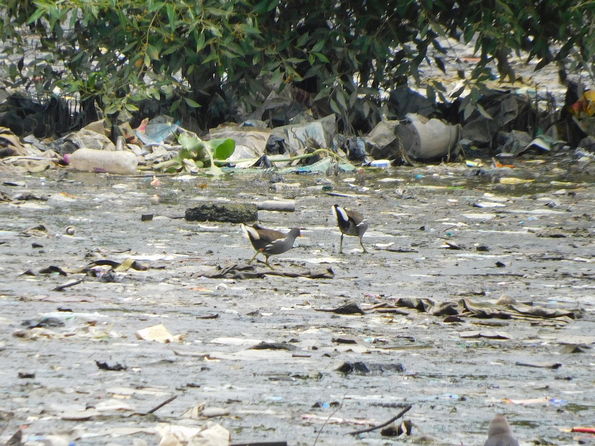 Eurasian Moorhen - ML620735660