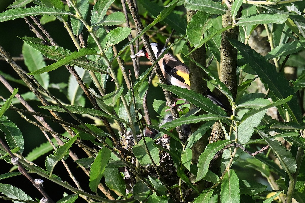 European Goldfinch - ML620735661