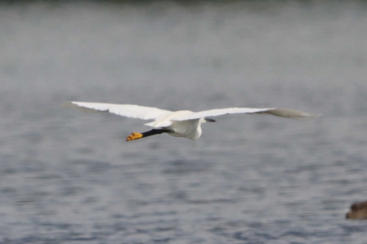 Little Egret - ML620735664