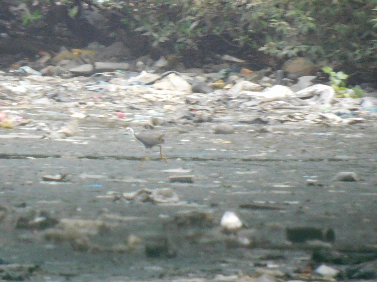 White-breasted Waterhen - ML620735665