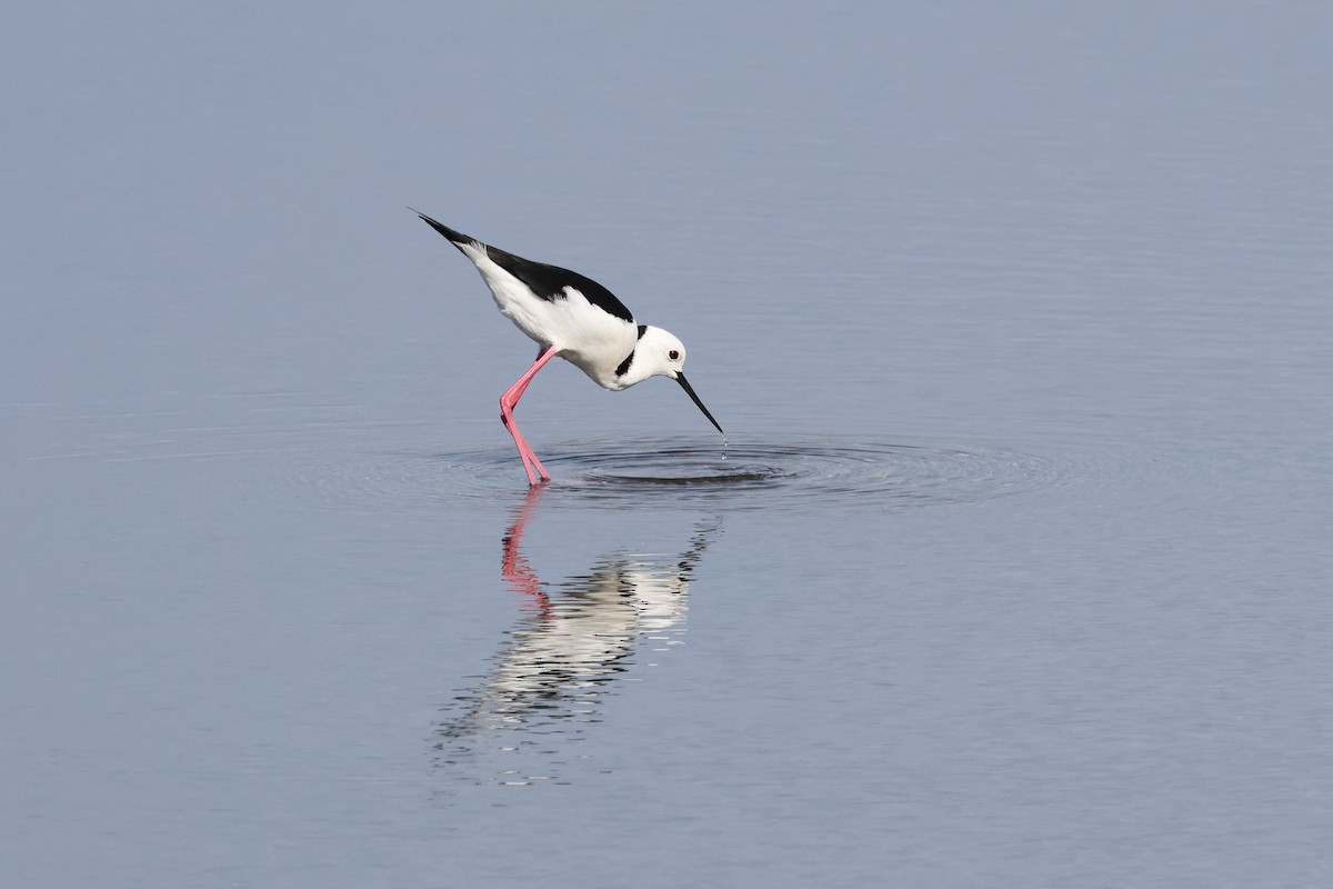 Pied Stilt - ML620735667