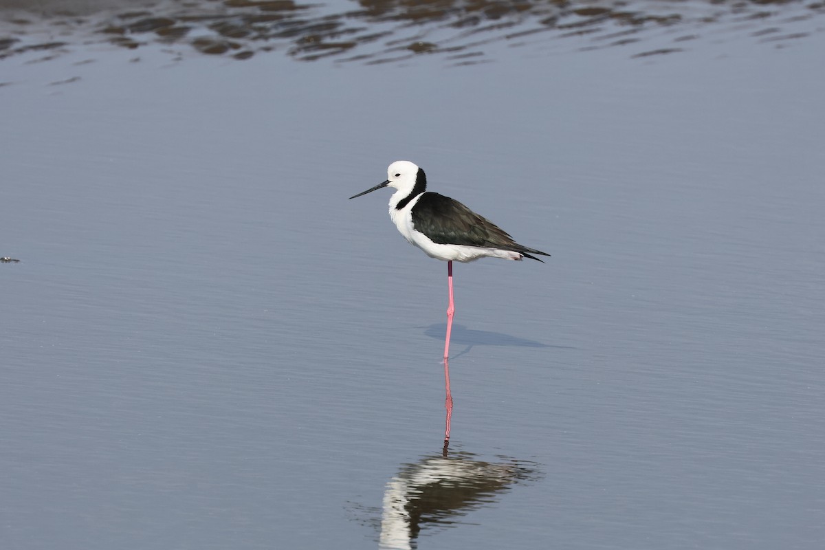 Pied Stilt - ML620735669