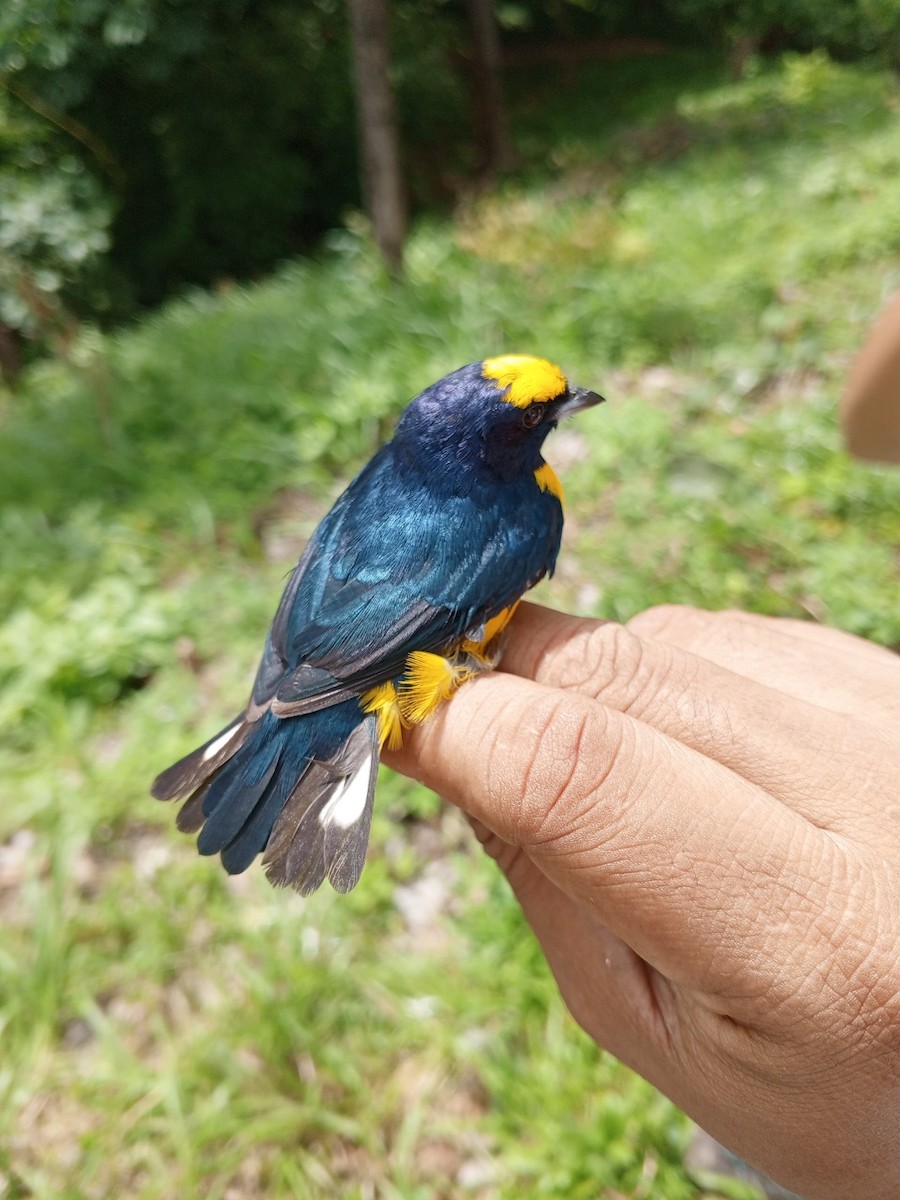 Thick-billed Euphonia - ML620735671