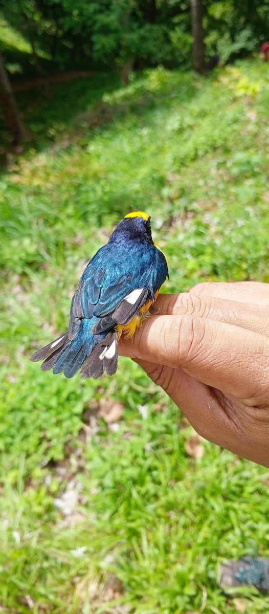 Thick-billed Euphonia - ML620735672