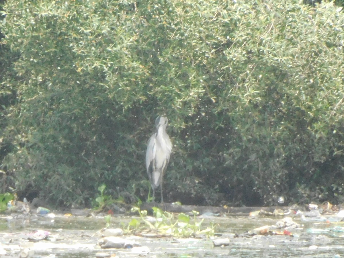 Gray Heron - ML620735673