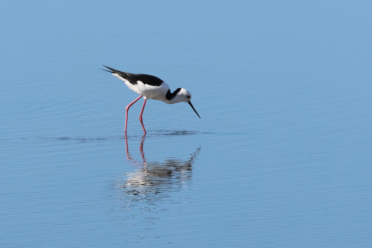 Pied Stilt - ML620735675