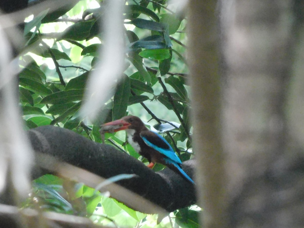 White-throated Kingfisher - ML620735679