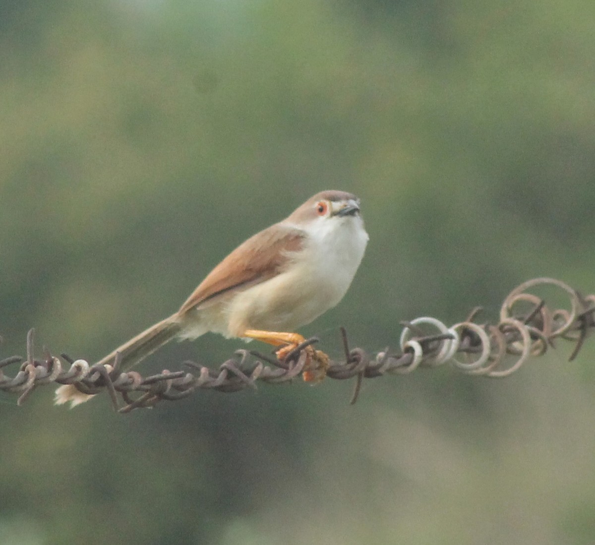 Yellow-eyed Babbler - ML620735680