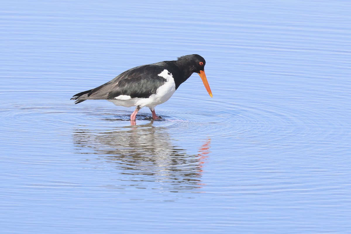 Pied Oystercatcher - ML620735681