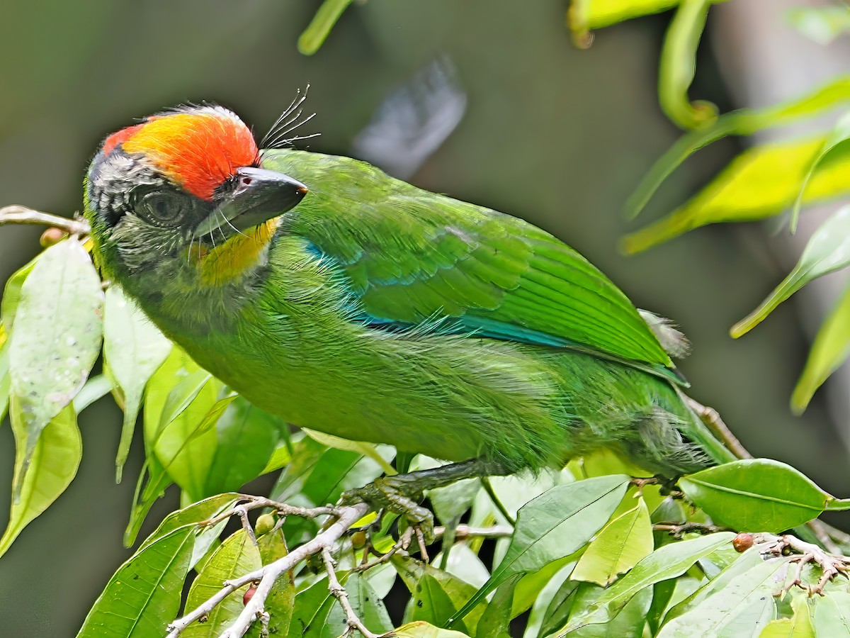 Golden-throated Barbet (Malayan) - ML620735682