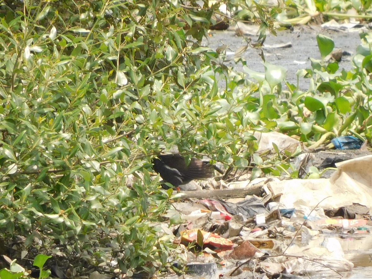 Eurasian Moorhen - ML620735685