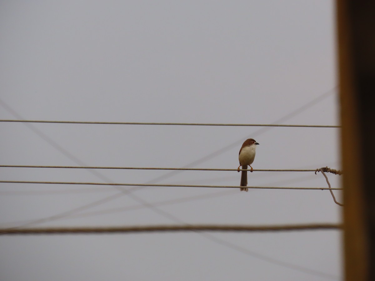 Yellow-eyed Babbler - ML620735688