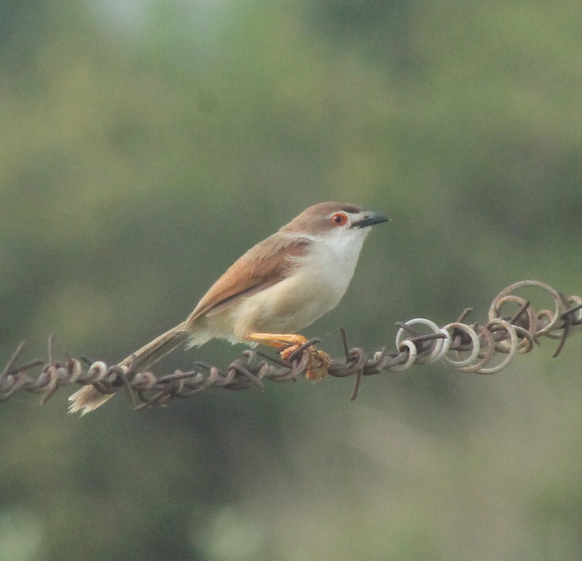 Yellow-eyed Babbler - ML620735689