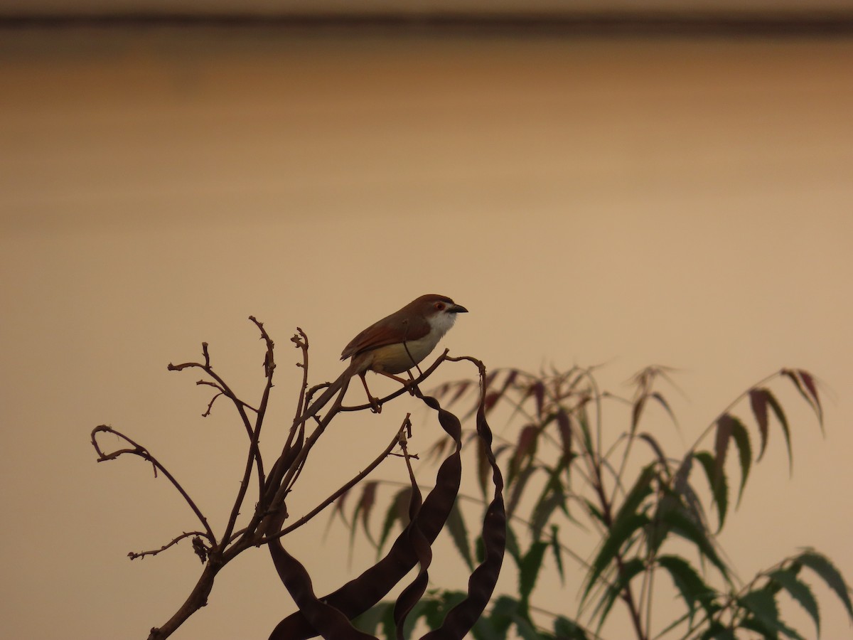 Yellow-eyed Babbler - ML620735691