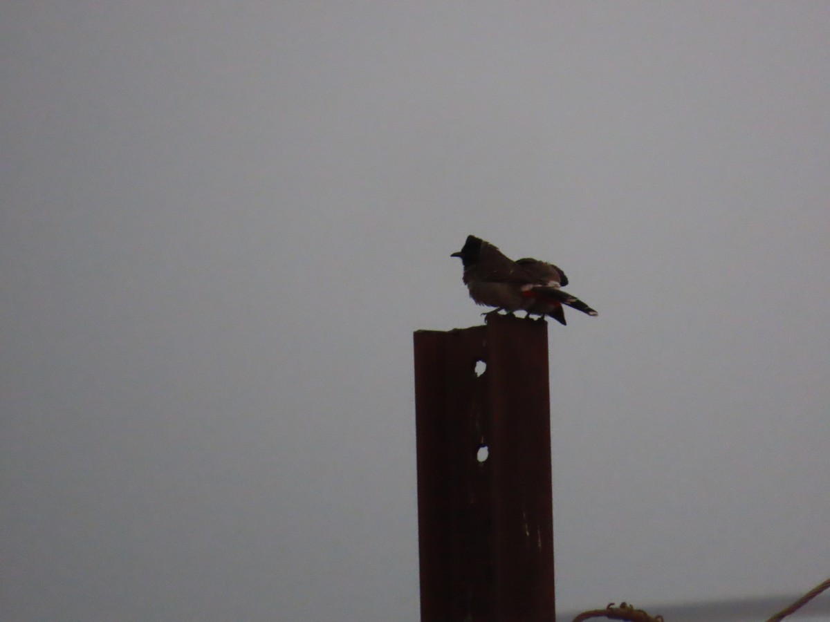 Red-vented Bulbul - ML620735694