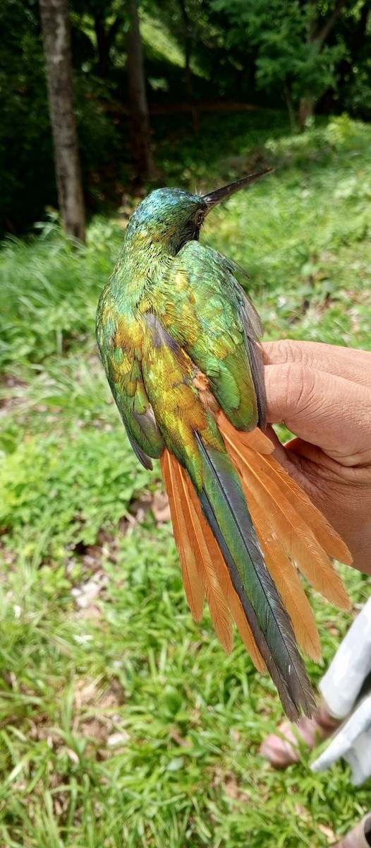 Rufous-tailed Jacamar - ML620735698